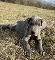 Euro Penny, a female Great Dane for sale in Dodge, TX – Photo 1 of 6