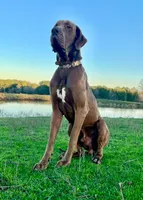 Euro Penny, a female Great Dane for sale in Dodge, TX – Photo 6 of 6