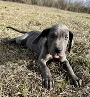 Euro Penny, a female Great Dane for sale in Dodge, TX – Photo 2 of 6