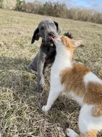 Euro Penny, a female Great Dane for sale in Dodge, TX – Photo 3 of 6