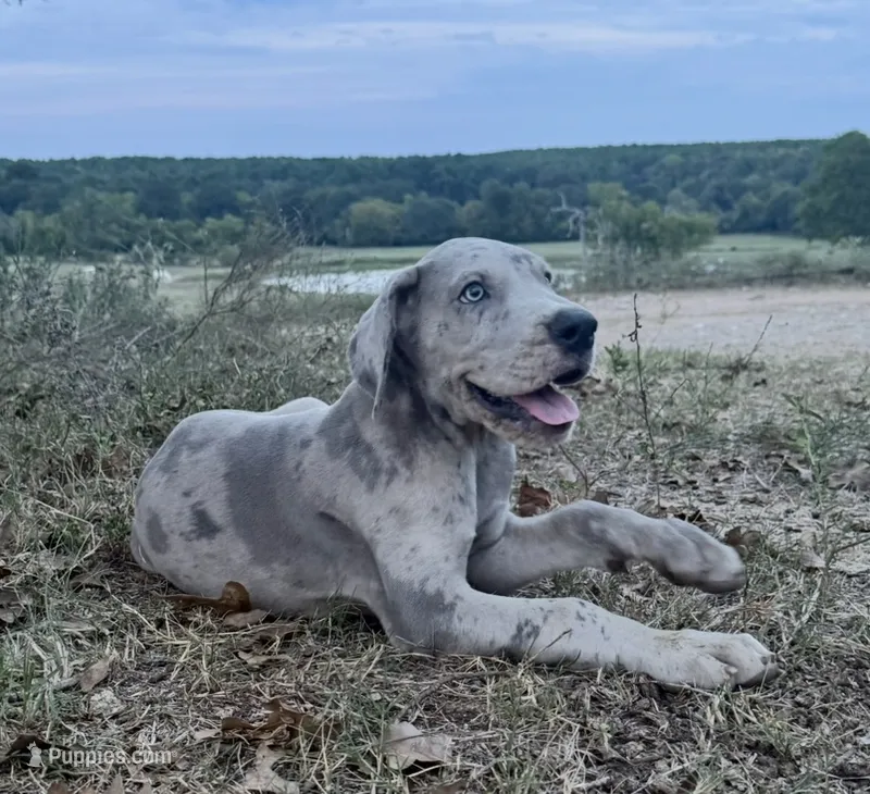 Euro Ridley  – Great Dane puppy for sale in Dodge, TX