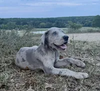 Euro Ridley , a male Great Dane for sale in Dodge, TX – 1 of 6