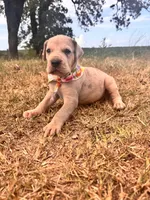 Euro Renata , a female Great Dane for sale in Dodge, TX – 3 of 9