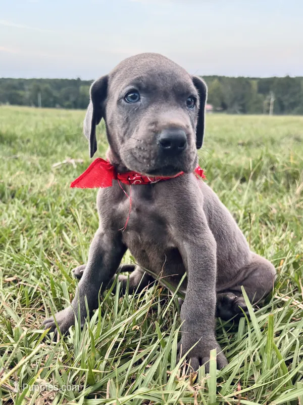Sampson – Great Dane puppy for sale in Dodge, TX