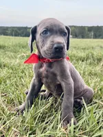 Sampson, a male Great Dane for sale in Dodge, TX – 1 of 9
