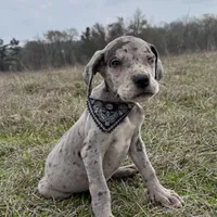 Euro Chandler, a male Great Dane for sale in Dodge, TX – Photo 3 of 8
