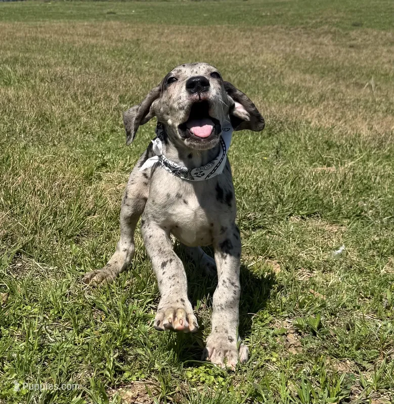Euro Chandler – Great Dane puppy for sale in Dodge, TX