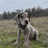 Euro Chandler, a male Great Dane for sale in Dodge, TX – Photo 6 of 8