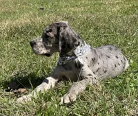 Euro Chandler, a male Great Dane for sale in Dodge, TX – Photo 6 of 8