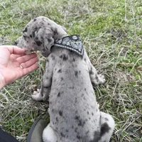 Euro Chandler, a male Great Dane for sale in Dodge, TX – Photo 4 of 8