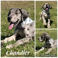 Euro Chandler, a male Great Dane for sale in Dodge, TX – Photo 8 of 8