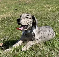 Euro Chandler, a male Great Dane for sale in Dodge, TX – Photo 5 of 8