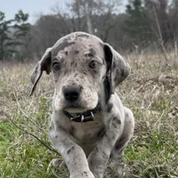 Euro Chandler, a male Great Dane for sale in Dodge, TX – Photo 2 of 8