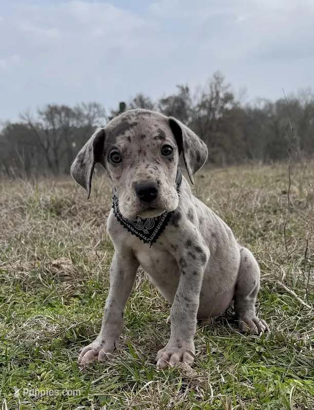Euro Chandler – Great Dane puppy for sale in Dodge, TX