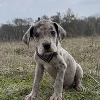 Euro Chandler, a male Great Dane for sale in Dodge, TX – Photo 1 of 8