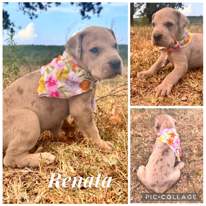 Euro Renata  – Great Dane puppy for sale in Dodge, TX