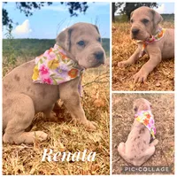 Euro Renata , a female Great Dane for sale in Dodge, TX – 6 of 9