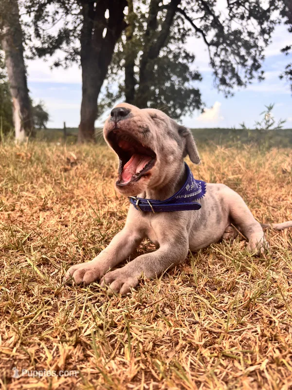 Euro Ridley  – Great Dane puppy for sale in Dodge, TX