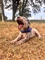Euro Ridley , a male Great Dane for sale in Dodge, TX – 1 of 10