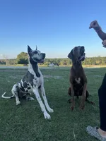 Stetson , a male Great Dane for sale in Dodge, TX – 6 of 6