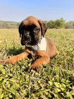 Euro Mayhem , a female Boxer for sale in Dodge, TX – Photo 4 of 5