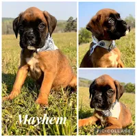 Euro Mayhem , a female Boxer for sale in Dodge, TX – Photo 5 of 5