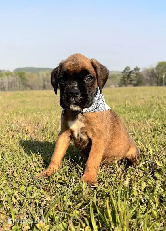 Euro Mayhem  – Boxer puppy for sale in Dodge, TX