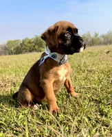Euro Mayhem , a female Boxer for sale in Dodge, TX – Photo 2 of 5