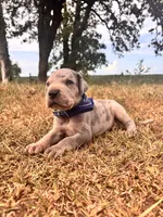 Euro Ridley , a male Great Dane for sale in Dodge, TX – 3 of 10