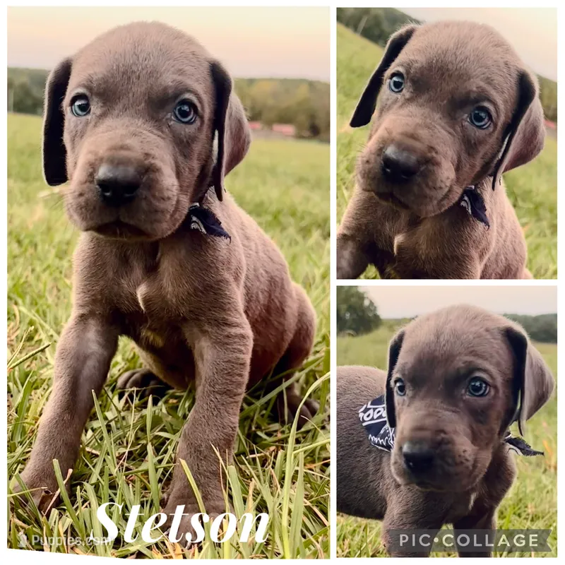 Stetson  – Great Dane puppy for sale in Dodge, TX