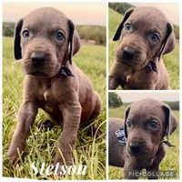 Stetson , a male Great Dane for sale in Dodge, TX – 2 of 6