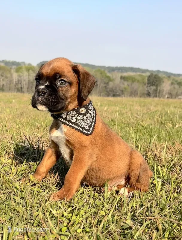 Euro Chaos  – Boxer puppy for sale in Dodge, TX