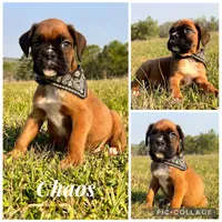 Euro Chaos , a male Boxer for sale in Dodge, TX – Photo 4 of 6