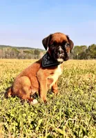 Euro Chaos , a male Boxer for sale in Dodge, TX – Photo 6 of 6