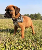 Euro Chaos , a male Boxer for sale in Dodge, TX – Photo 5 of 6