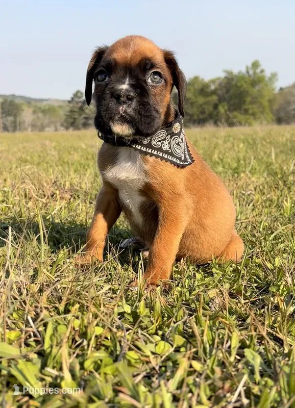 Euro Chaos  – Boxer puppy for sale in Dodge, TX