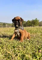 Euro Chaos , a male Boxer for sale in Dodge, TX – Photo 3 of 6