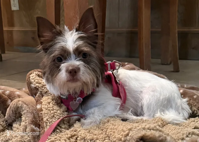 Stella – Jack Russell Terrier, Yorkshire Terrier puppy for sale in Dodge, TX