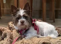 Stella, a female Jack Russell Terrier and Yorkshire Terrier for sale in Dodge, TX – 1 of 2