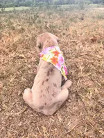 Euro Renata , a female Great Dane for sale in Dodge, TX – 2 of 9