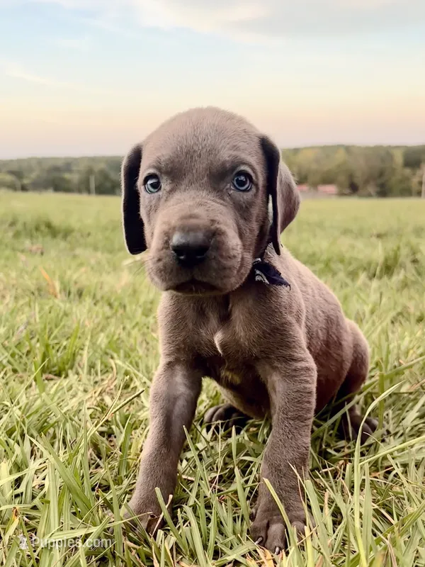 Stetson  – Great Dane puppy for sale in Dodge, TX
