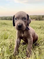 Stetson , a male Great Dane for sale in Dodge, TX – 1 of 6