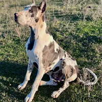 Euro Dallas, a female Great Dane for sale in Dodge, TX – Photo 8 of 8