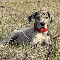 Euro Dallas, a female Great Dane for sale in Dodge, TX – Photo 2 of 8