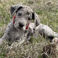 Euro Dallas, a female Great Dane for sale in Dodge, TX – Photo 1 of 8