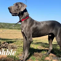 Euro Dallas, a female Great Dane for sale in Dodge, TX – Photo 7 of 8