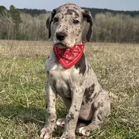 Euro Dallas, a female Great Dane for sale in Dodge, TX – Photo 4 of 8