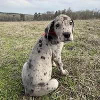 Euro Dallas, a female Great Dane for sale in Dodge, TX – Photo 3 of 8