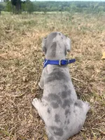 Euro Ridley , a male Great Dane for sale in Dodge, TX – 2 of 10