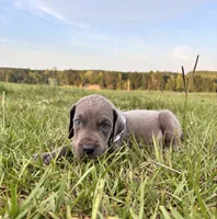 Sterling , a male Great Dane for sale in Dodge, TX – 5 of 10